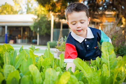 Young boy wearing SmartPlay polo playing in green vegetable garden